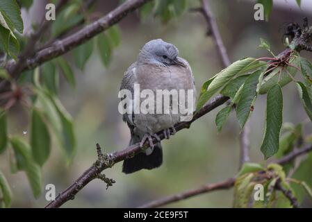 Gemeine Waldtaube Jungling (Columba palumbus) sitzt auf einem Barsch im Regen, Spätsommer in Großbritannien Stockfoto
