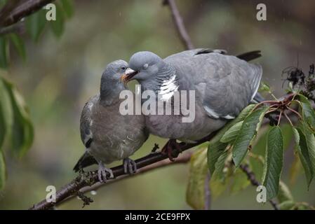 Parent Common Woodpigeon (Columba palumbus) Fütterung Jungling auf Zweig in Garten in England, Spätsommer Stockfoto