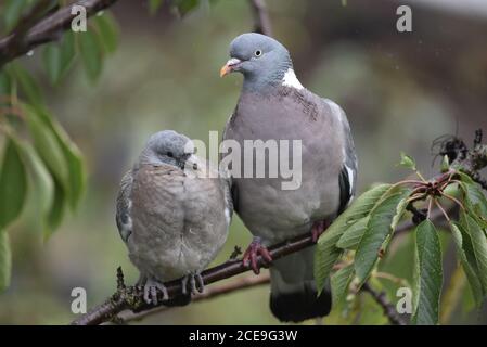 Erwachsene gemeine Taube (Columba palumbus) Neben der jungen Waldtaube auf einem Kirschbaumzweig sitzend Ein Garten in England Stockfoto