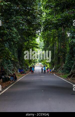 bogor / Indonesien - 9. August 2020. Gerade Straßen zwischen schattigen Bäumen im Freizeitpark Bogor Botanical Gardens. Stockfoto