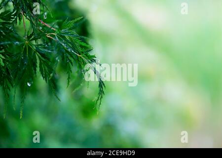 Ein Zweig vom japanischen Fächerahorn, Acer palmatum, mit Regentropfen vor grünem Bokeh Stockfoto