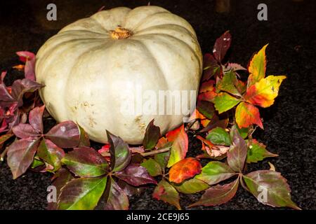 Ein Stillleben bestehend aus einem silbrig gefärbten, Kronenkürbis, umgeben von den bunten Herbstblättern eines Virginia-Kriechenden Stockfoto