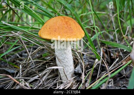 Essbarer Pilz Orange-Cap boletus (Leccinum aurantiacum) mit einer roten Kappe unter dem Gras in einem Sommerwald. Pilze sammeln. Nahaufnahme. Stockfoto