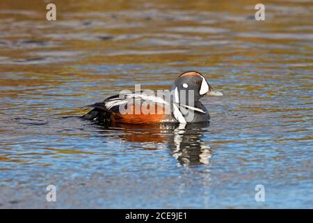 Harlekin Ente / gemalte Ente (Histrionicus histrionicus) Männchen / drake im Zuchtgefieder schwimmen im Wasser hinein Sommer Stockfoto