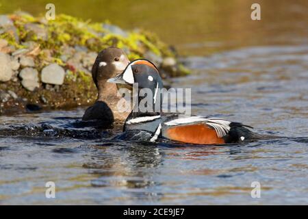 Harlequinente / gemalte Ente (Histrionicus histrionicus) Paar, Männchen / drake und Weibchen schwimmen im Sommer im seichten Wasser Stockfoto