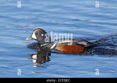 Harlekin Ente / gemalte Ente (Histrionicus histrionicus) Männchen / drake im Zuchtgefieder schwimmen im Wasser hinein Sommer Stockfoto