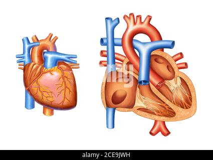 Illustration des Herzens und seiner Vaskularisierung. Querschnitt eines normalen Herzens Stockfoto
