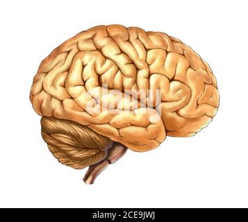 Menschliche Gehirn Abbildung Stockfoto