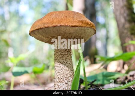 Essbarer Pilz Orange-Cap boletus (Leccinum aurantiacum) mit einer roten Kappe unter dem Gras in einem Sommerwald. Pilze sammeln. Nahaufnahme. Stockfoto