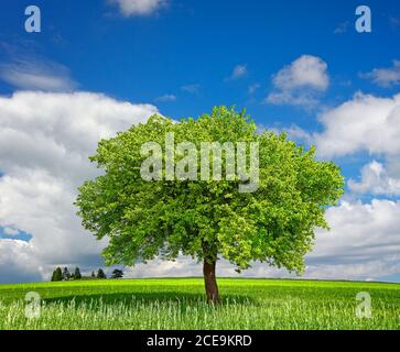 Baum auf der grünen Wiese Stockfoto