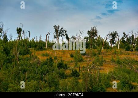 Alter Nadelwald auf dem Berg nach dem Hurrikan. Stockfoto