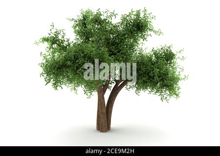 Baum isoliert auf weißem Hintergrund Stockfoto