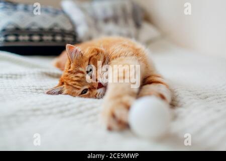 Ginger Katze spielt mit Ball auf der Couch im Wohnzimmer zu Hause. Haustier mit Spaß auf Decke Stockfoto