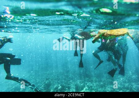 Touristen auf Urlaub Ausflug Schnorcheln mit marinen Wildtieren - unter Wasser Blick auf die grüne Schildkröte, umgeben von Schnorchlern, die im Meer schwimmen Zu erkennen Stockfoto