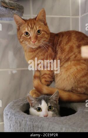 Vertikale Aufnahme von Katzen Stockfoto