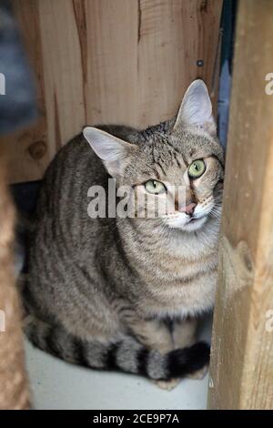 Vertikale Aufnahme einer Katze Stockfoto