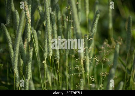 Grüner Hintergrund von Ähren von grünem Gras in Tropfen von Tau. Naturfrühling Thema am frühen Morgen Sonne beleuchtet. Makroaufnahme mit selektivem Fokus Stockfoto