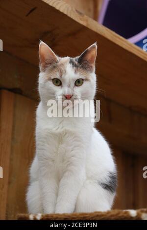 Vertikale Aufnahme einer Katze Stockfoto
