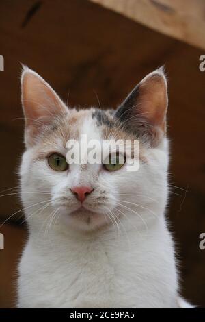 Vertikale Aufnahme einer Katze Stockfoto