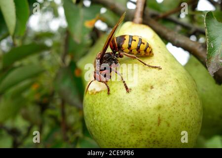 Europäische Hornisse (vespa Crabro), die sich von der reifen Birnenfrucht ernähren. Stockfoto