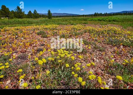 Alpenwiese bedeckt mit Scabland Fleabane, Bloomer's Daisy, Bloomer's Fleabane. Stockfoto