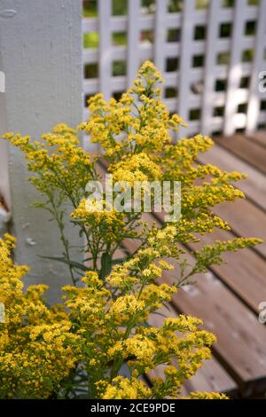 Kanadische Goldrute oder Solidago canadensis Pflanze wächst im Hinterhof eines Hauses in Vancouver, British Columbia, Kanada Stockfoto