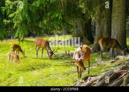 Hirsche der italienischen Alpen in der Natur Stockfoto