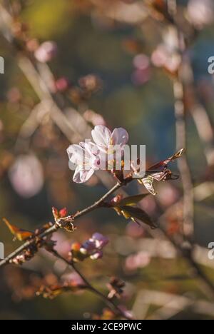 Pink sakura Kirschblüte, Japan, die Schönheit der Natur. Selektiver Fokus Makroaufnahme mit flachen DOF Stockfoto