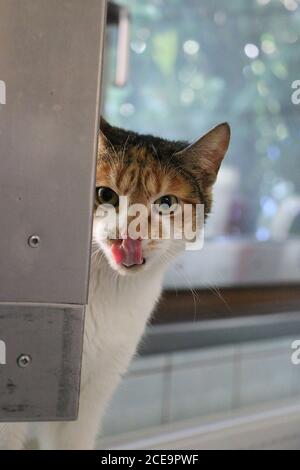 Vertikale Aufnahme einer Katze Stockfoto