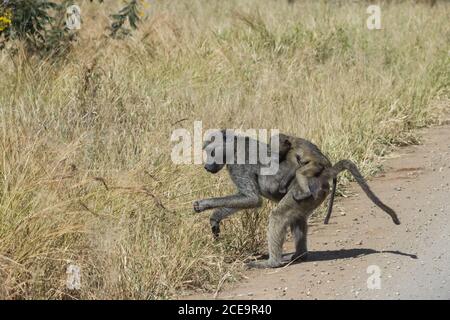 Chacma Pavianmutter, die im Kruger National Park, Südafrika, ihr junges Kind auf dem Rücken auf der Nahrungssuche trägt Stockfoto