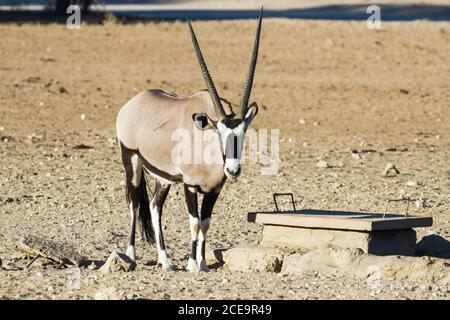 Männliche Gemsbok (Oryx gazella) Mit prächtigen Hörnern aus der Nähe stehen in der Kalahari Wüste in Südafrika Stockfoto