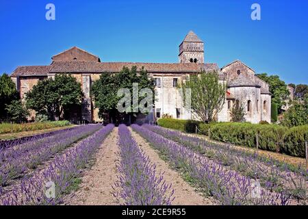 Klostergarten, St-Rémy-de-Provence, Frankreich Stockfoto