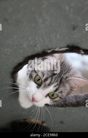 Vertikale Aufnahme einer Katze Stockfoto