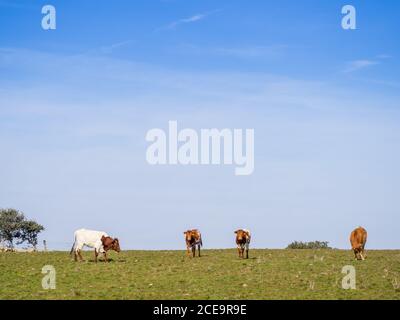 Eine Herde von Berrenda en colorado züchtet Kühe, die auf der Wiese in Salamanca (Spanien) grasen. Ökologische ext Stockfoto