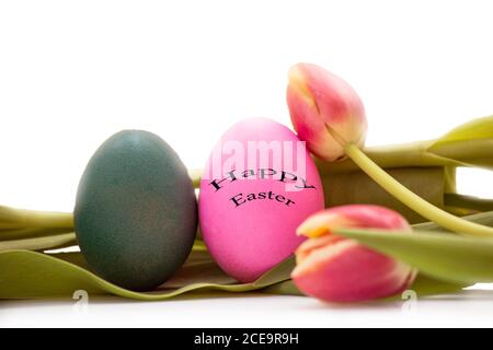 Ostereier mit Tulpen Blumen auf weißem Hintergrund und Text frohe Ostern Stockfoto