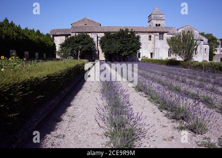 Klostergarten, Saint-Paul-de-Mausole, St-Rémy-de-Provence, Frankreich Stockfoto