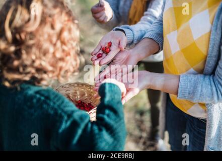 Kleines Mädchen mit Mutter und Großmutter sammeln Hagebutten in der Herbstnatur. Stockfoto