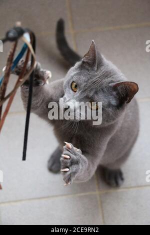 Vertikale Aufnahme einer Katze Stockfoto