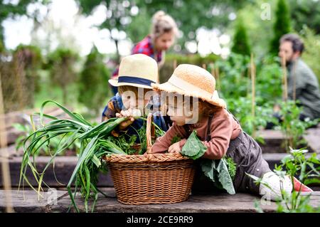 Familie mit kleinen Kindern im Garten auf dem Bauernhof, Anbau von Bio-Gemüse. Stockfoto