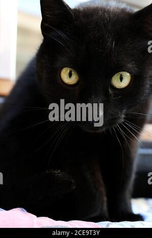 Vertikale Aufnahme einer Katze Stockfoto