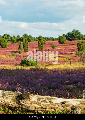 Landschaft bei Lüneburger Heide mit Baumstamm im Vordergrund, Niedersachsen, Deutschland Stockfoto