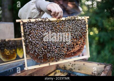 Nicht erkennbarer Mann Imker hält Wabenrahmen voll von Bienen in Bienenhaus. Stockfoto
