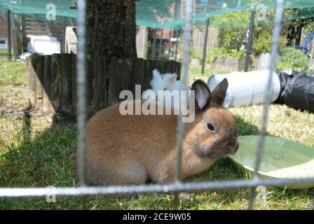 Liebenswert und flauschig weiß und braun Kaninchen Stockfoto