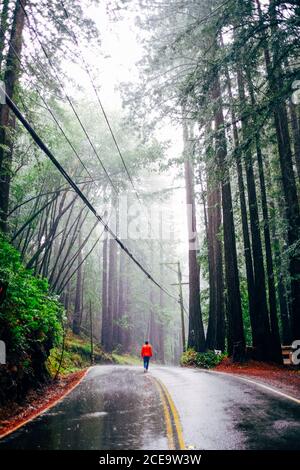 Rückansicht von unkenntlichen männlichen Touristen, die entlang der Straße im Wald von Kalifornien gehen. Stockfoto