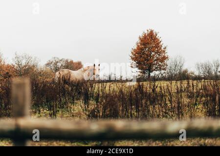 Blasses weißes Pferd steht im Herbst Natur auf dem Bauernhof. Stockfoto