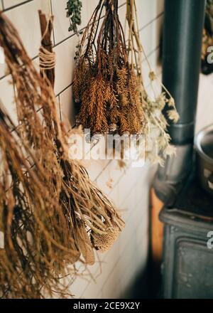 Trockene Pflanzen an der Wand Stockfoto