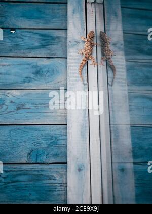 Kleine Eidechse am Fenster Stockfoto