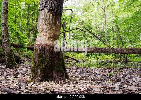 Baum mit den Spuren der Biberzähne Stockfoto