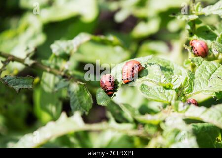 Colorado-Käfer auf Kartoffel-Blatt Stockfoto