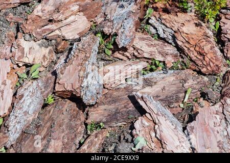Frisches nasses Holz Chip aus Kiefer, Textur Hintergrund. Stockfoto